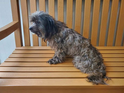 SANSA, an adoptable Shih Tzu in Ft Lauderdale, FL