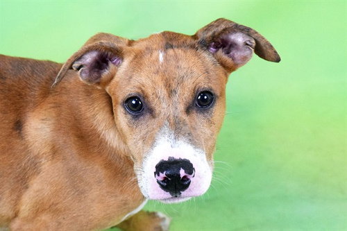 picture of the dog needing adoption
