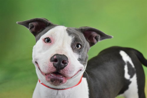 DALIA, an adoptable American Staffordshire Terrier in Ft Lauderdale, FL