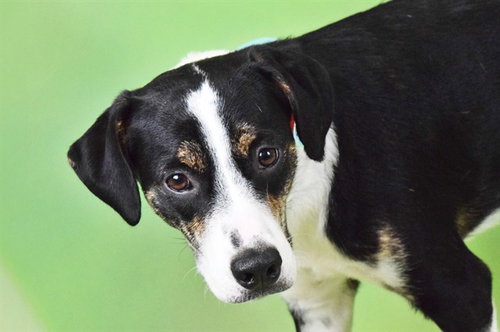 TURNIP, an adoptable Labrador Retriever in Ft Lauderdale, FL