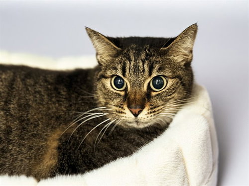 MR.HANDSOME - Domestic Short Hair available for adoption