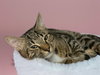 TIGER LILY - Photo 1
