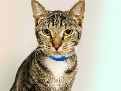 ANIOS - Domestic Short Hair available for adoption