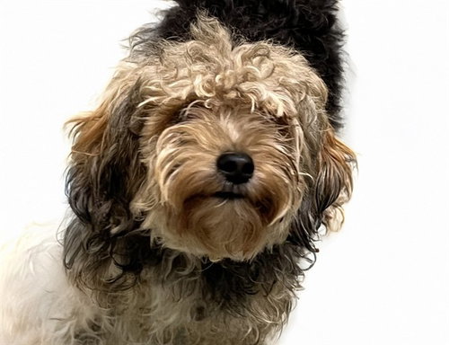 BUTTERFLY, an adoptable Yorkshire Terrier Yorkie in Ft Lauderdale, FL