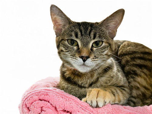 MOON - Domestic Short Hair available for adoption