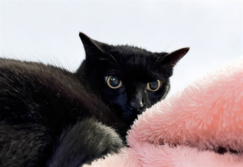 MISTY JUNE, an adoptable Domestic Short Hair in Ft Lauderdale, FL