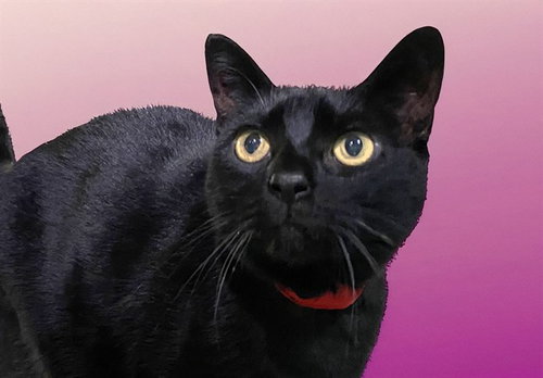 MISTY JUNE, Senior Domestic Short Hair (medium coat), cat for adoption in Coconut Creek, Florida