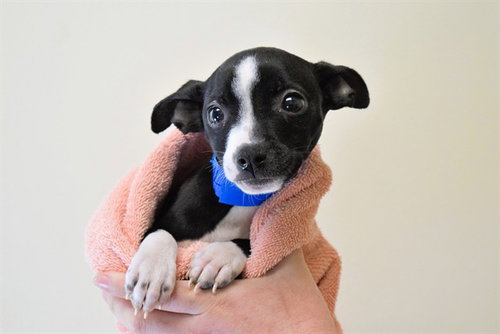 KENY, an adoptable Chihuahua in Ft Lauderdale, FL