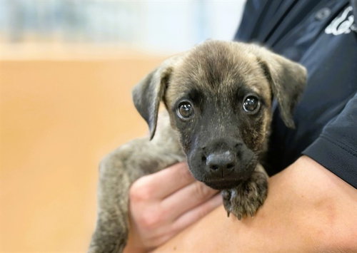 SHADOW, an adoptable Labrador Retriever in Ft Lauderdale, FL