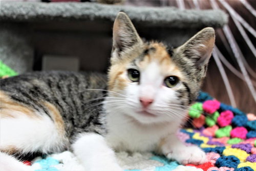 STRAY NOT AVAILABLE, an adoptable Domestic Short Hair in Ft Lauderdale, FL