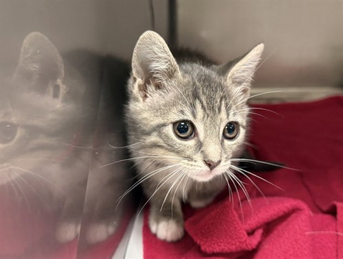GEORGINA, an adoptable Domestic Short Hair in Ft Lauderdale, FL