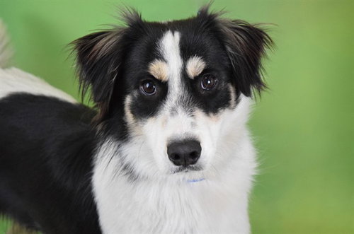 JACK, an adoptable Australian Shepherd in Ft Lauderdale, FL