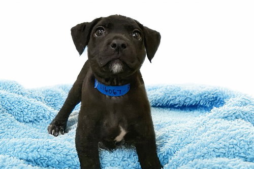 RUBBLE - Australian Kelpie available for adoption