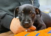 SUSIE - Photo 1