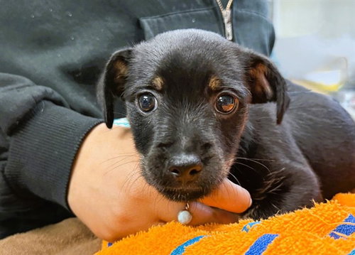 SUSIE, an adoptable Chihuahua in Ft Lauderdale, FL
