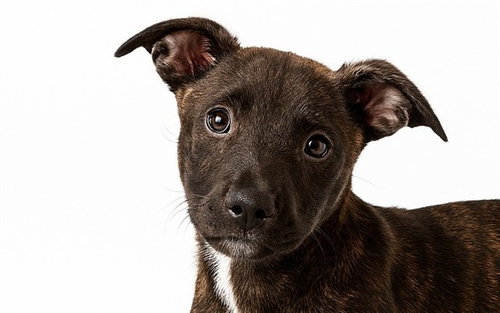TITO - Labrador Retriever available for adoption