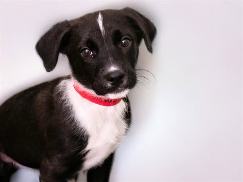 TARA - Labrador Retriever available for adoption