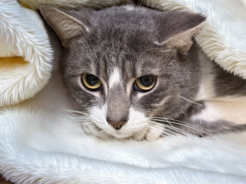 BUNNY - Domestic Short Hair available for adoption