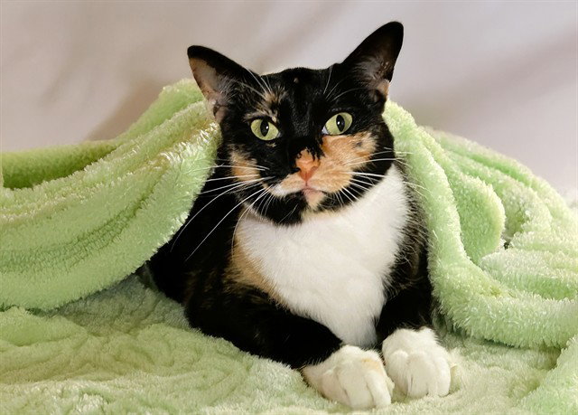 LOLA Image
