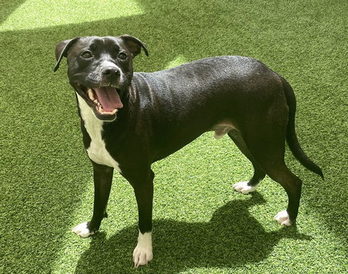 picture of the dog needing adoption
