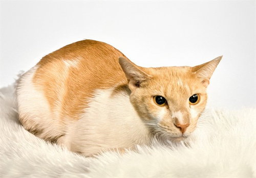 OAK, Young Domestic Short Hair (medium coat), cat for adoption in Miami Beach, Florida