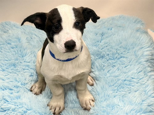 BIG MAN - Jack Russell Terrier (Parson Russell Terrier) available for adoption