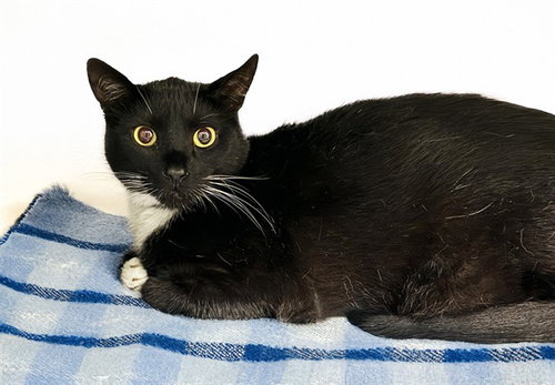 MOUNTAIN - Domestic Short Hair available for adoption