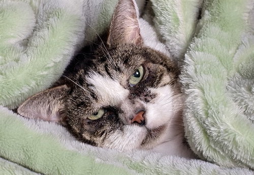 CUTIE, Senior Domestic Short Hair (medium coat), cat for adoption in Miami Beach, Florida