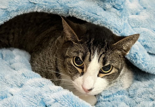 TOM, Adult Domestic Short Hair (medium coat), cat for adoption in Miami Beach, Florida