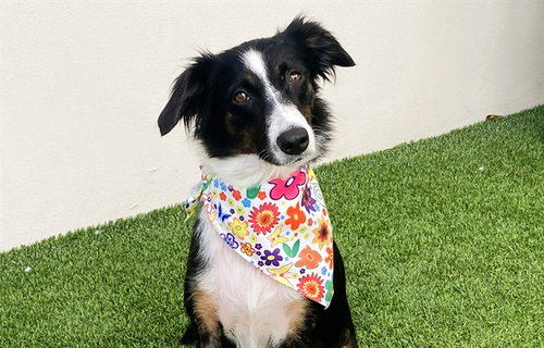 MARLEY - Australian Shepherd available for adoption