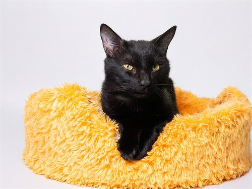 BLUTO - Domestic Short Hair available for adoption
