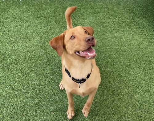 picture of the dog needing adoption