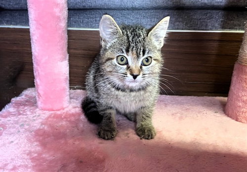 WALDENA - Domestic Long Hair available for adoption