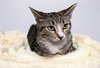 JINGLES - Photo 1