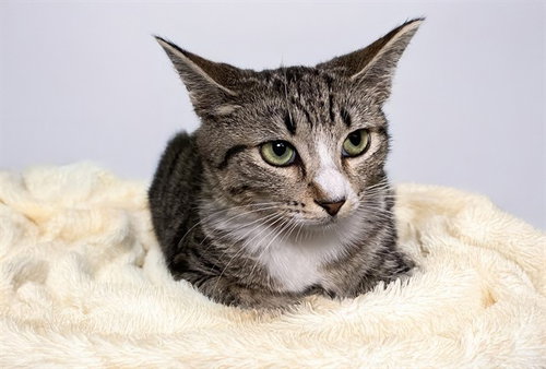 JINGLES - Domestic Short Hair available for adoption