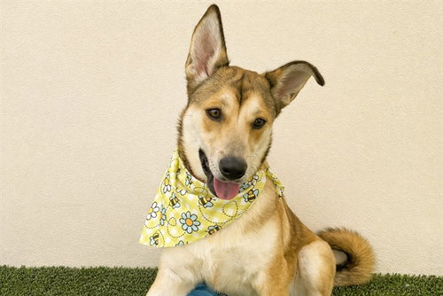 FREYJA - German Shepherd Dog available for adoption
