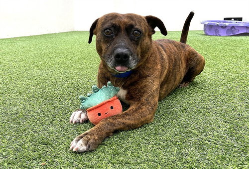 picture of the dog needing adoption