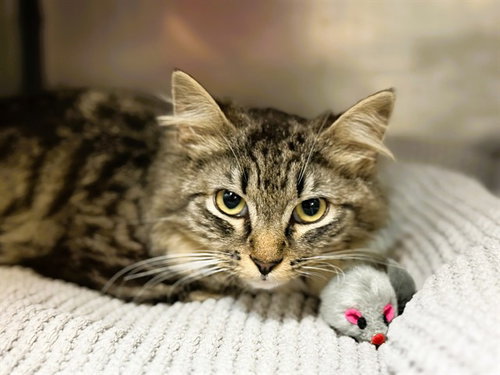 PATRICIA - Domestic Short Hair available for adoption