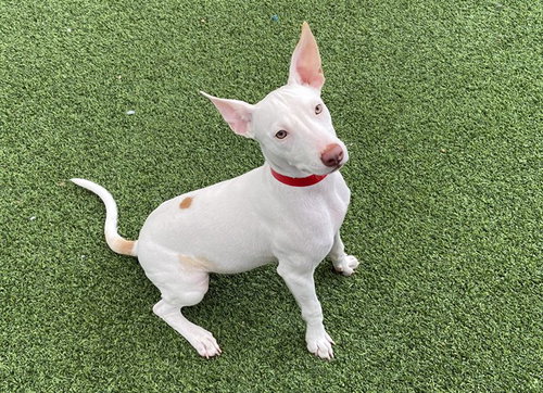 picture of the dog needing adoption