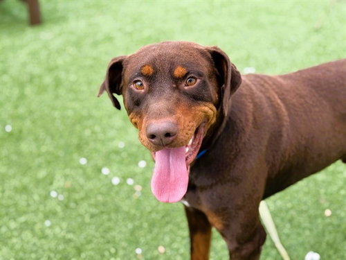 picture of the dog needing adoption