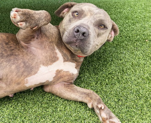 picture of the dog needing adoption