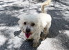 STRAY NOT AVAILABLE - Photo 1