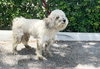 STRAY NOT AVAILABLE - Photo 1