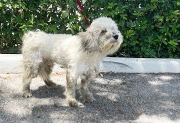 picture of the dog needing adoption