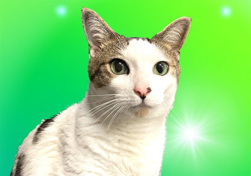 IVAN, Adult Domestic Short Hair (medium coat), cat for adoption in Miami Beach, Florida
