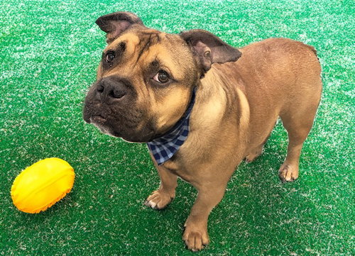 picture of the dog needing adoption