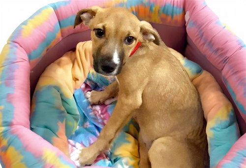 picture of the dog needing adoption