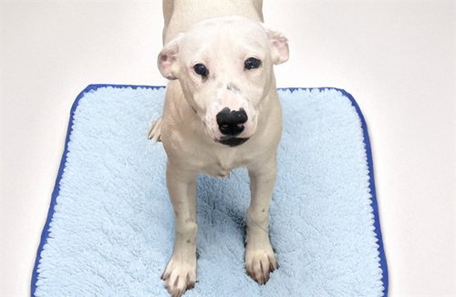 picture of the dog needing adoption