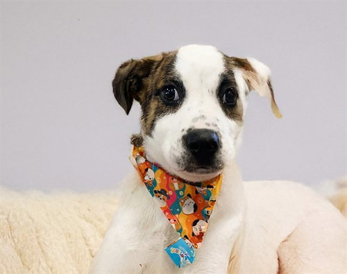 picture of the dog needing adoption