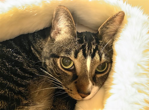 FROCK, Senior Domestic Short Hair / Mixed (medium coat), cat for adoption in Miami Beach, Florida